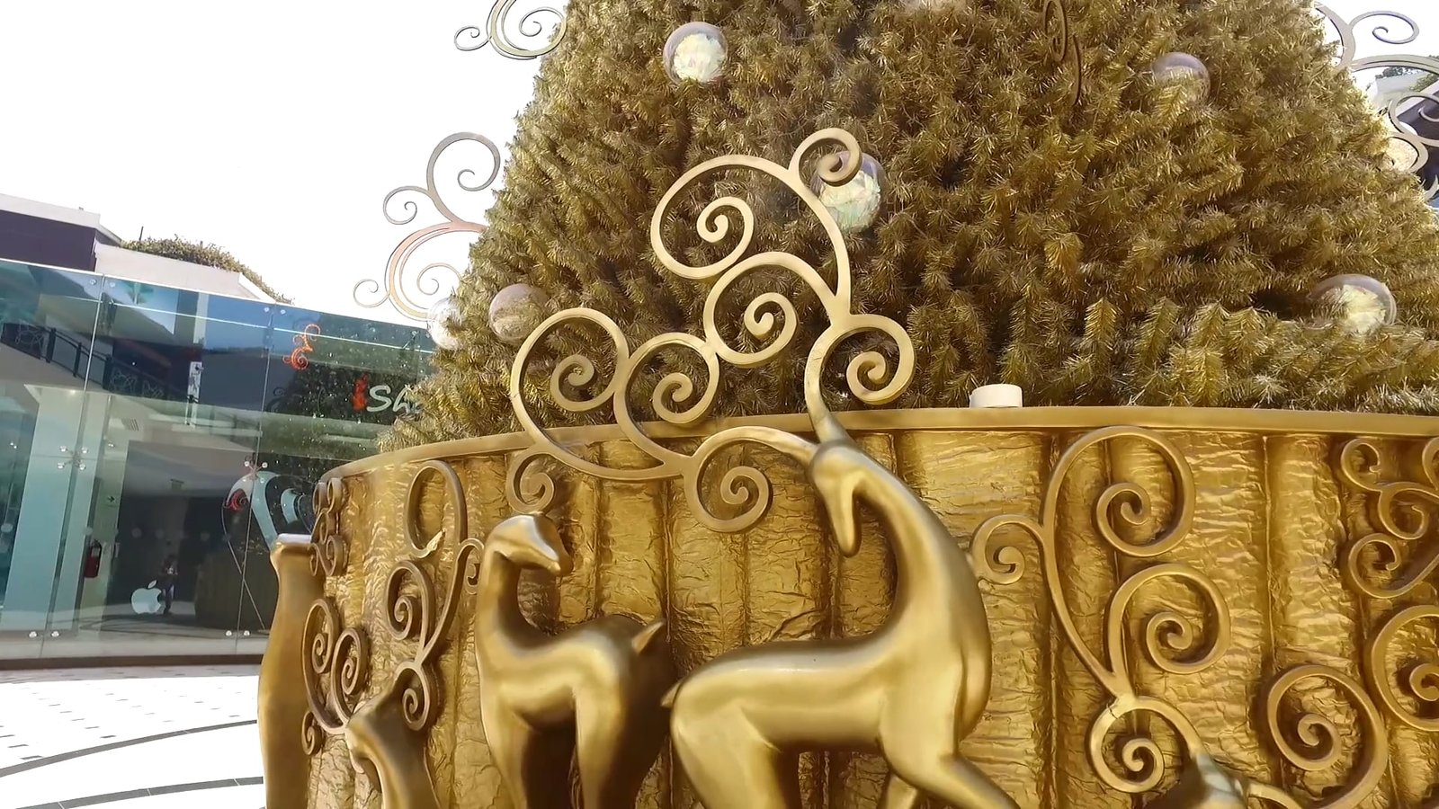 Video · Golden tree (portada) Video: Golden tree